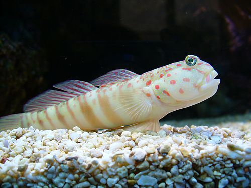 Pink-speckled shrimpgoby